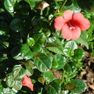 Barleria repens
