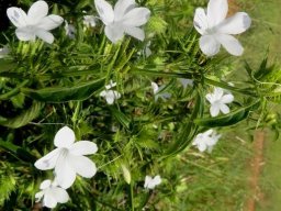Barleria elegans inflorescence and leaves