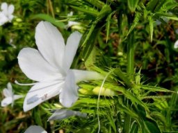 Barleria elegans flower