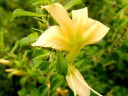 Barleria rotundifolia two-lipped flower