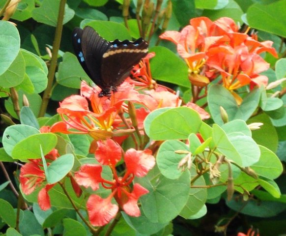 Bauhinia galpinii