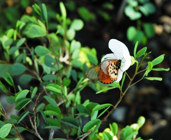Bauhinia natalensis and butterfly
