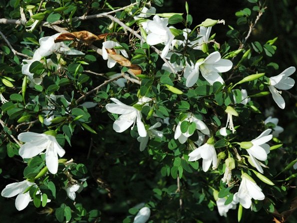 Bauhinia natalensis