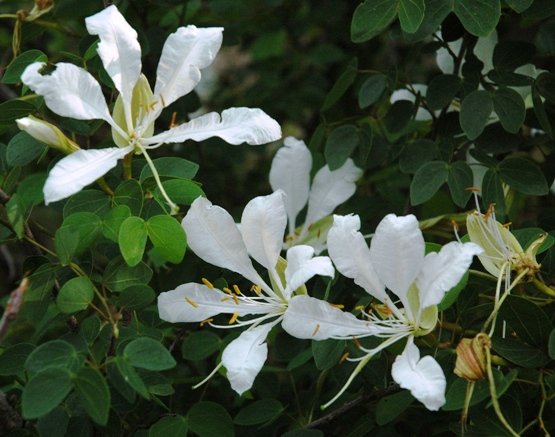 Bauhinia bowkeri flowers