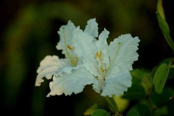 Bauhinia petersiana subsp. macrantha 