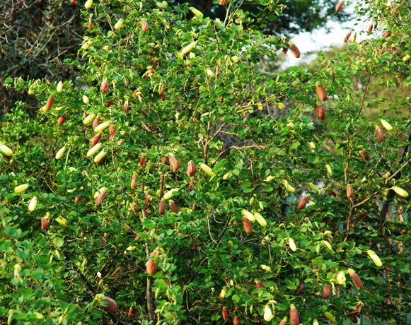 Bauhinia tomentosa