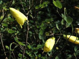 Bauhinia