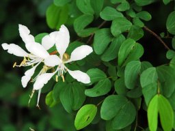 Bauhinia bowkeri
