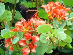 Bauhinia galpinii