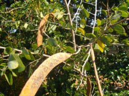 Bauhinia galpinii fruit pods