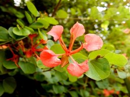 Bauhinia galpinii flower