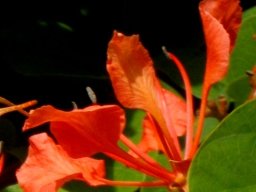 Bauhinia galpinii flower profile