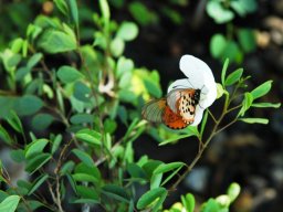 Bauhinia natalensis and butterfly