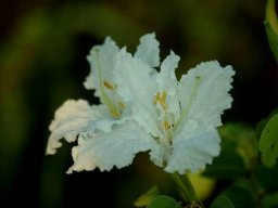 Bauhinia petersiana subsp. macrantha 