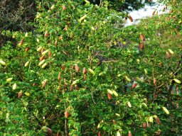 Bauhinia tomentosa