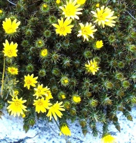 Berkheya angustifolia