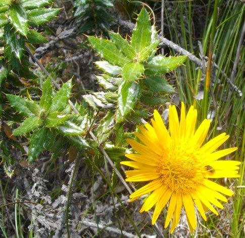 Berkheya barbata