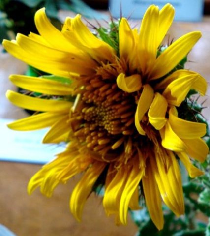 Berkheya barbata flowerhead