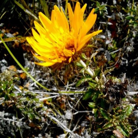 Berkheya barbata in Fernkloof