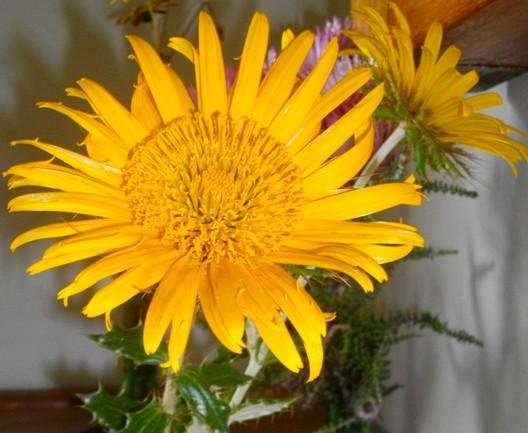 Berkheya barbata flowerhead