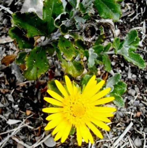 Berkheya coriacea