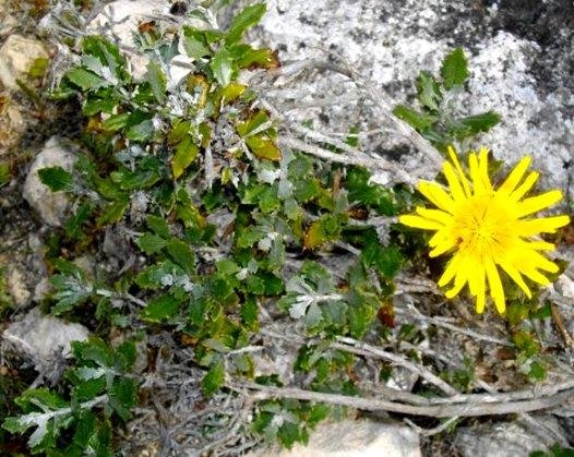 Berkheya coriacea doing a crawl