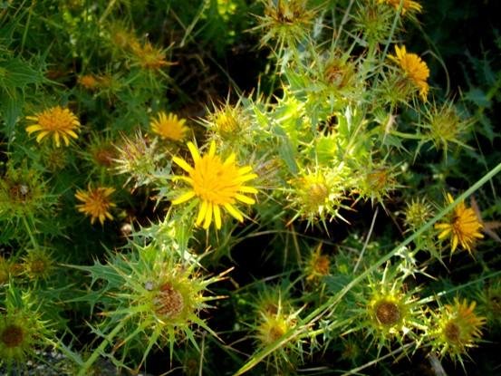 Berkheya cruciata