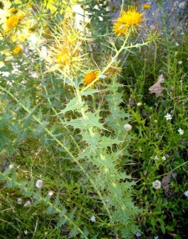 Berkheya cruciata leaves