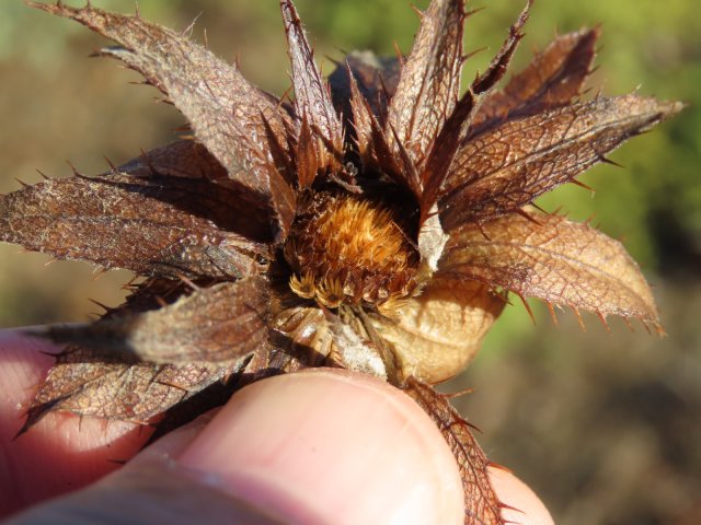 Berkheya cuneata crowned fruits