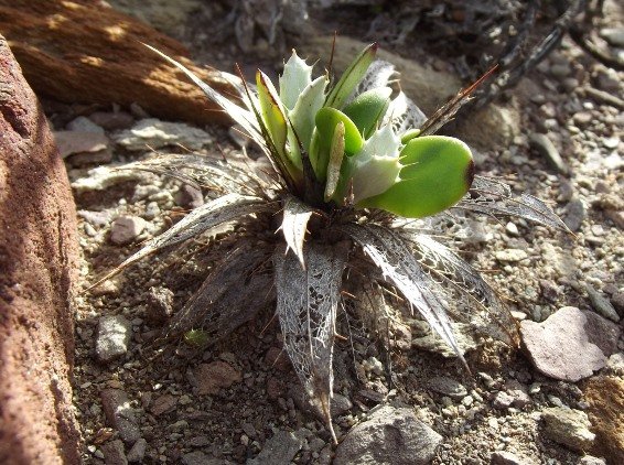 Berkheya cuneata multiple births