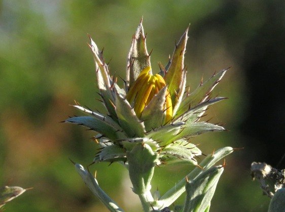 Berkheya cuneata defending the assets