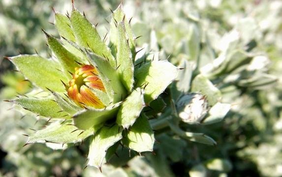 Berkheya cuneata budding