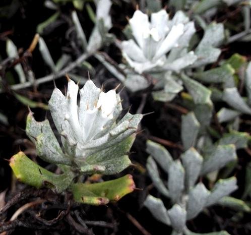 Berkheya cuneata stem-tips
