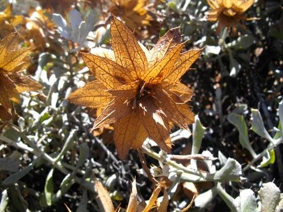 Berkheya cuneata