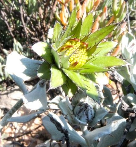 Berkheya cuneata buds