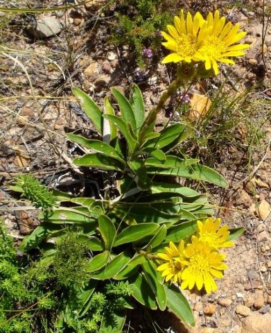 Berkheya herbacea