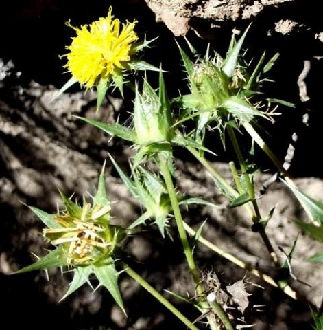 Berkheya onobromoides