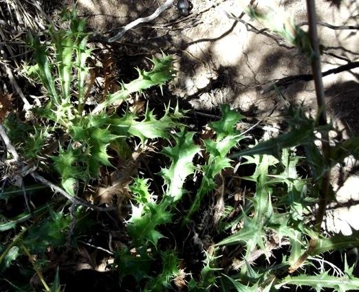 Berkheya onobromoides leaves