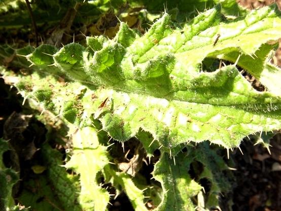 Berkheya purpurea leaf defence