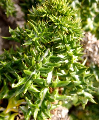 Berkheya rigida