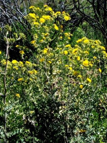 Berkheya spinosa