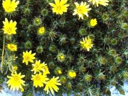 Berkheya angustifolia