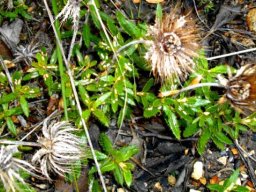 Berkheya barbata floral remains