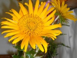 Berkheya barbata flowerhead