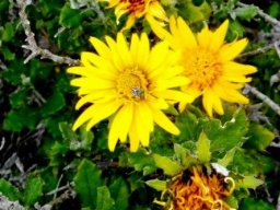 Berkheya coriacea flowerheads