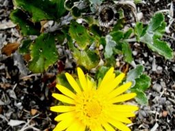 Berkheya coriacea
