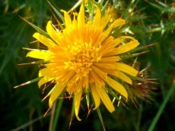 Berkheya cruciata flowerhead