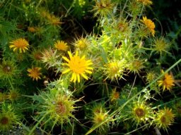 Berkheya cruciata