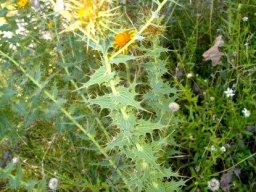 Berkheya cruciata leaves