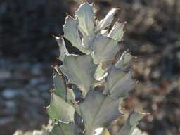 Berkheya cuneata leafy stem